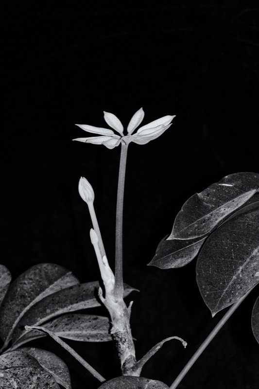 Eclipse – Daniel Huete